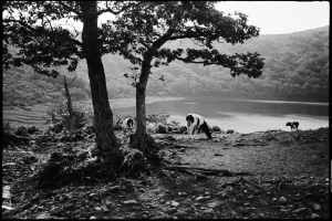 赤城山新坂平での放牧（1936年）